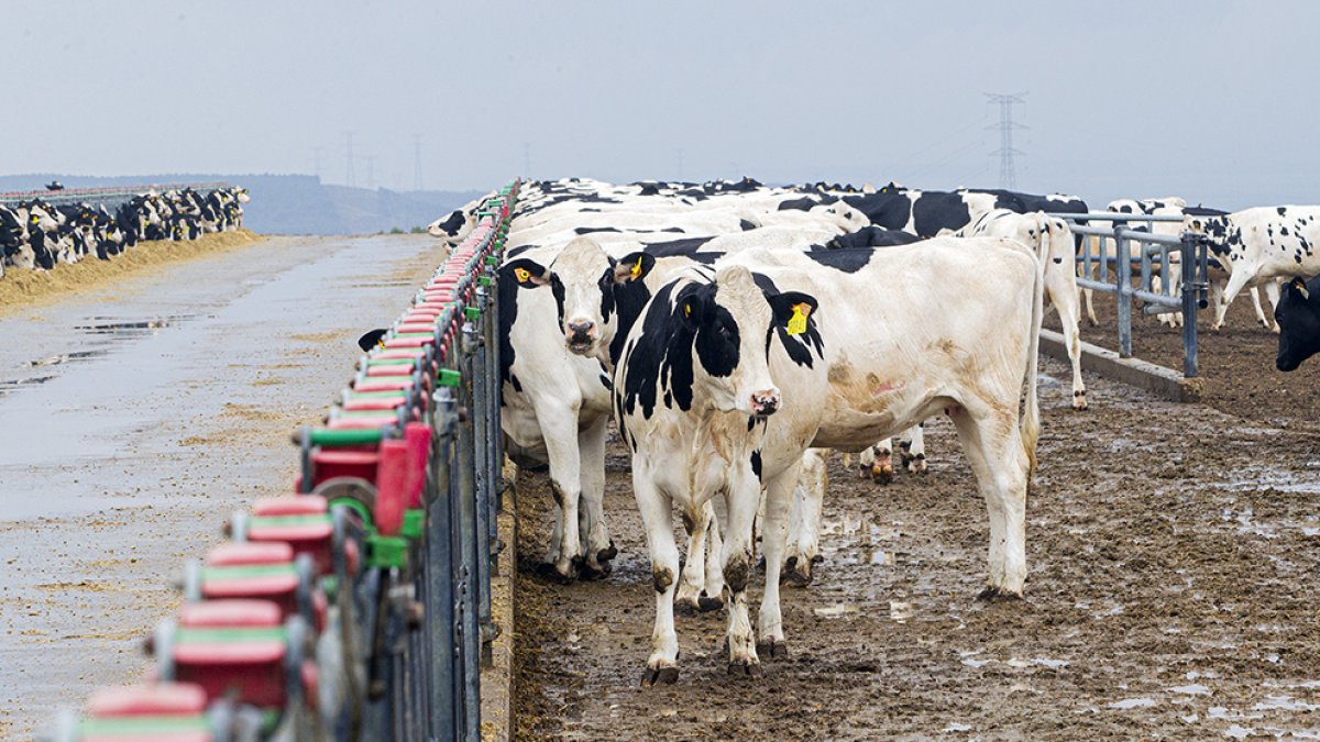 Un rebaño de vacas en las instalaciones de Odieta en Caparroso (Navarra). MARIO TEJEDOR