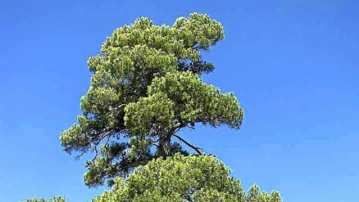 Imagen del impresionante ejemplar de pino que compite este año por se el Árbol Europeo del Año.-L. P.