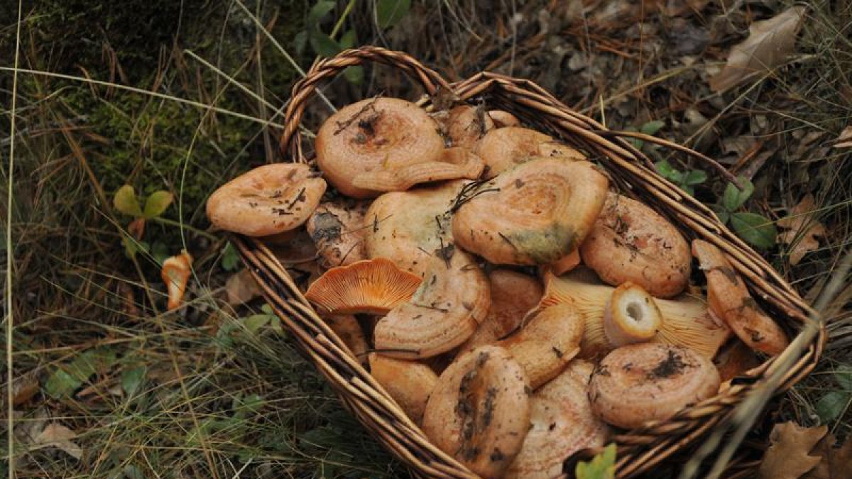 Nícalos en una cesta-V. GUISANDE