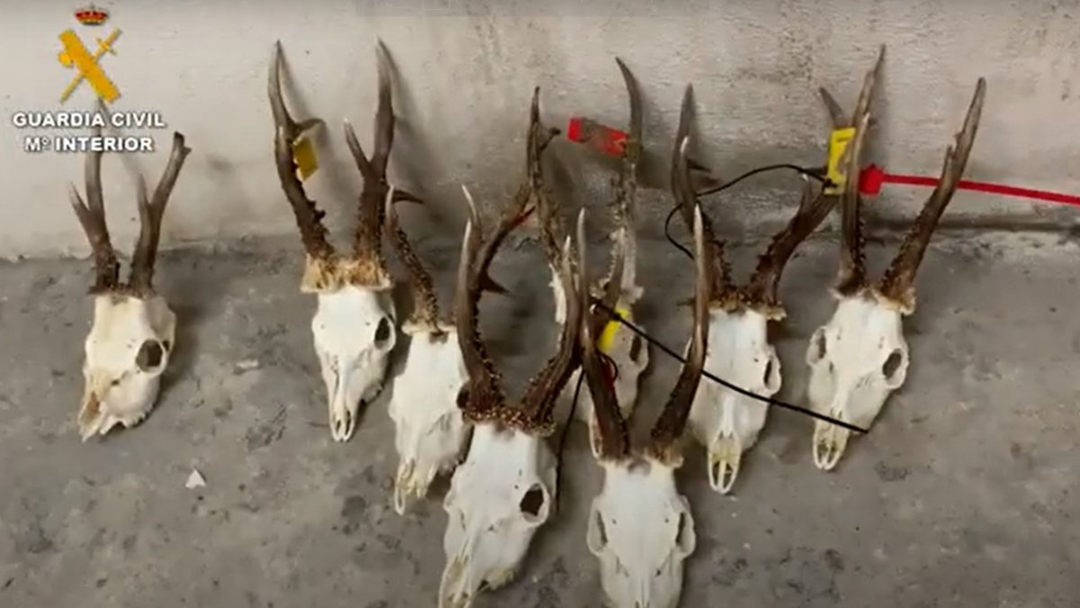 La Guardia Civil detiene a 23 personas por su presunta vinculación con un grupo que falsificó precintos de caza. Algunos de ellos se habrían utilizado en determinados cotos de Soria.