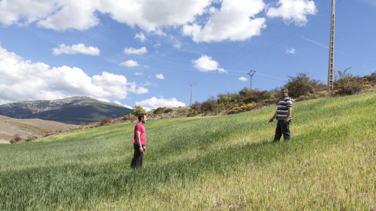 Agricultores de Ágreda sobre los campos de cereal-D.S.