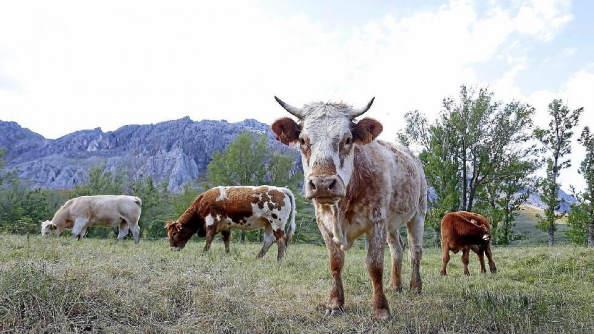 Vacas pastando al aire libre en una imagen de archivo. HDS