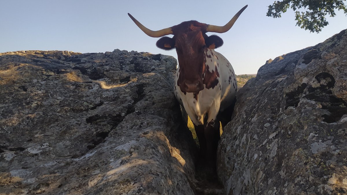Uno de los animales seleccionados de la ganadería Fuenteacebal para la feria de Zafra. / HDS