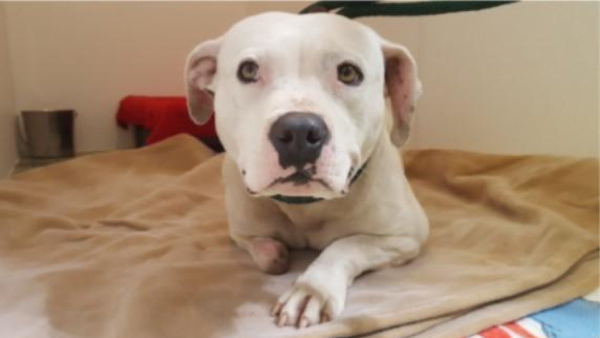 Vídeo de la página web de la protectora Stray Rescue sobre la historia de Treya, la perrita que se escapó tras estar 5 años atada en una casa abandonada.-STRAY RASCUE