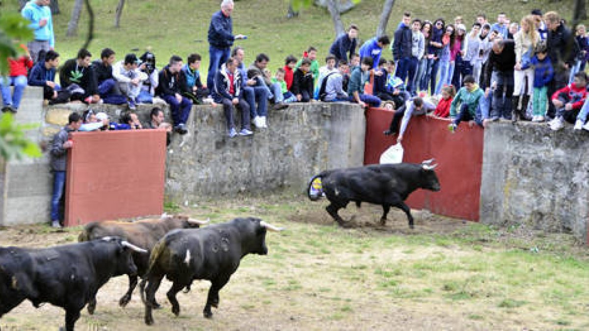 Los novillos del Viernes de Toros a su llegada a la plaza. / ÁLVARO MARTÍNEZ-