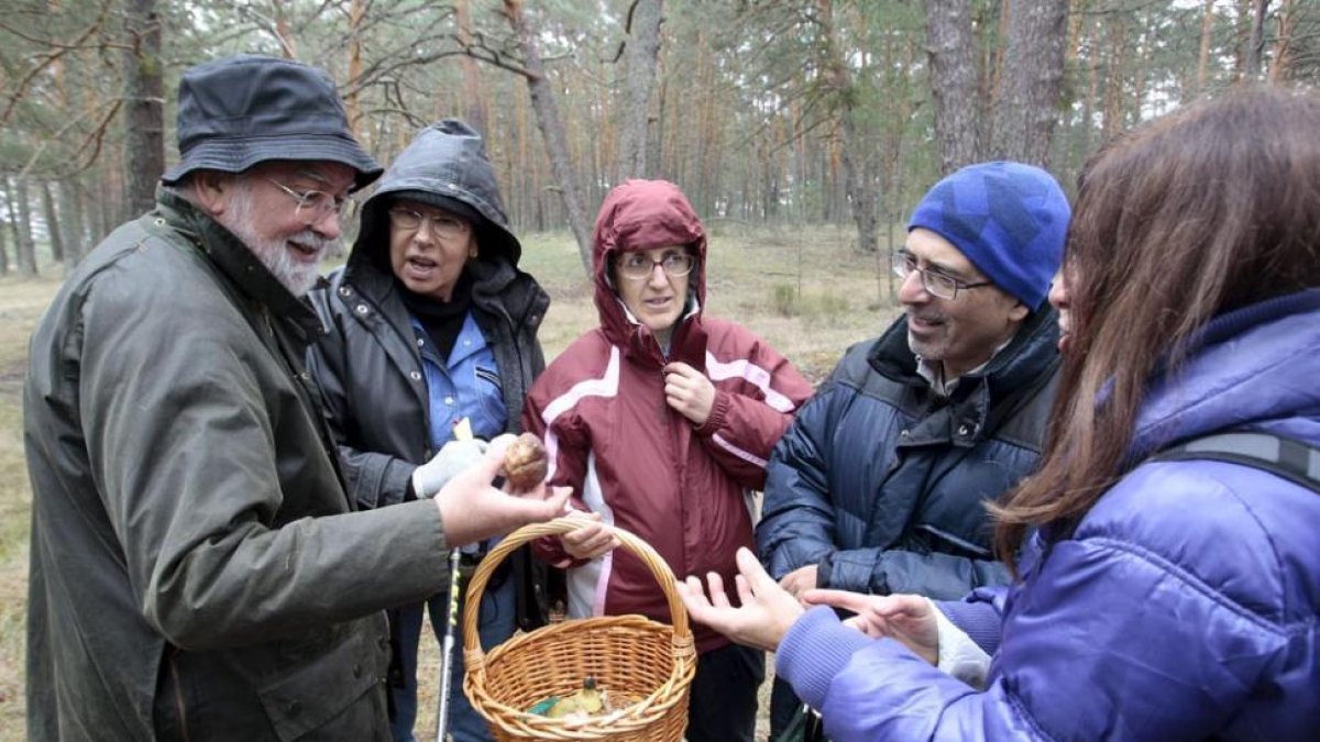 El sector micológico puede sufrir cambios-HDS