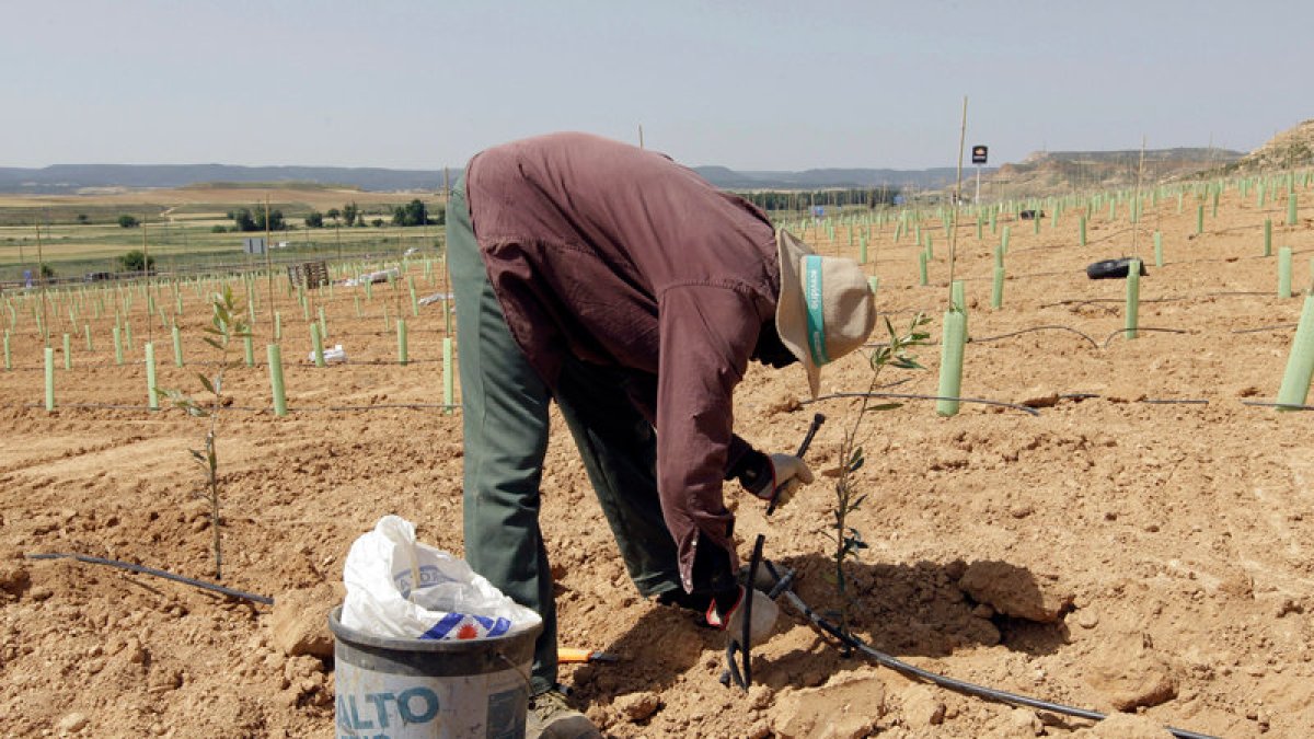 Un inmigrante trabajando en el campo. HDS