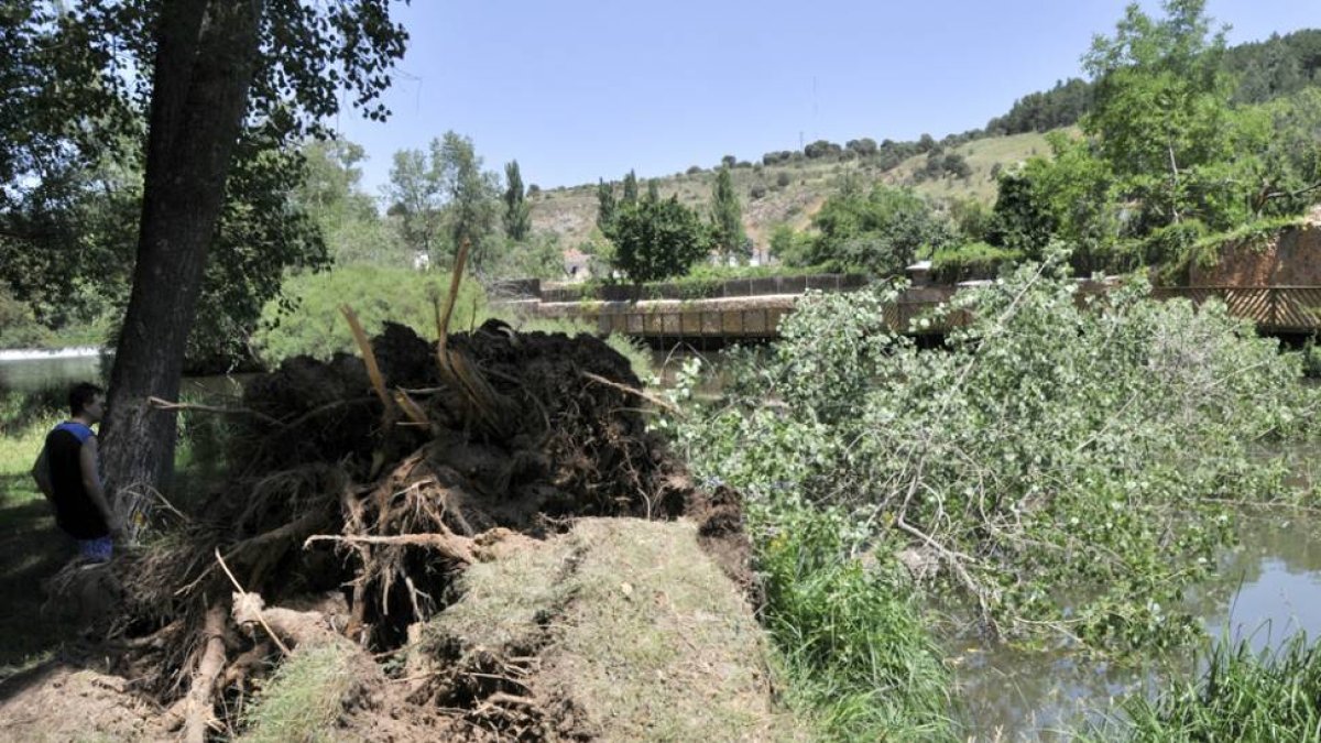 Los árboles se sitúan aguas abajo del puente de piedra.-D.M.