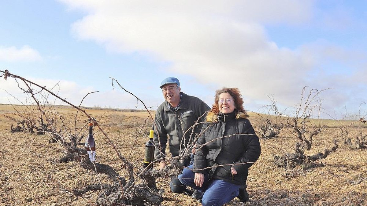 Juan José Moreno y Maribel Rodríguez en la viña centenaria de godello con la que elaboran sus vinos más exclusivos.-- J. L.CABRERO