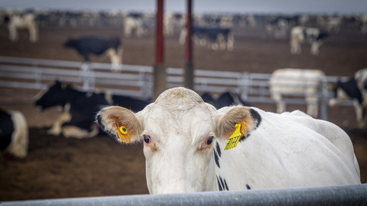 Granja de vacas en Caparroso Valle de Odieta - MARIO TEJEDOR (66)