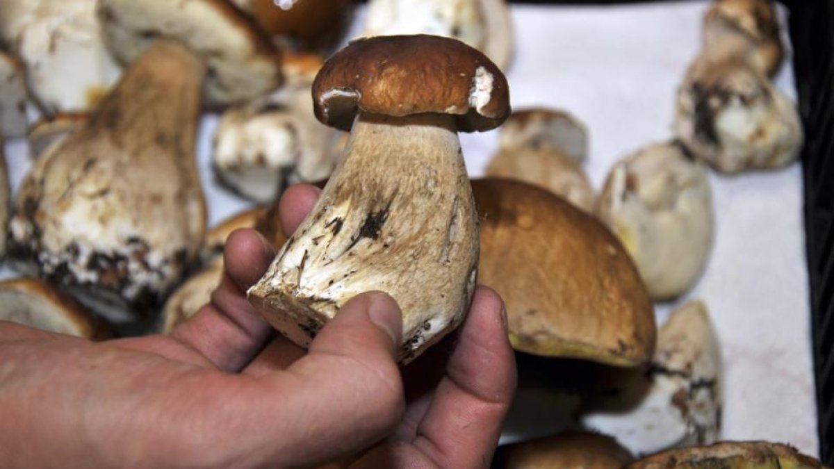 Ejemplares sorianos de boletus en una campaña anterior.-VALENTÍN GUISANDE