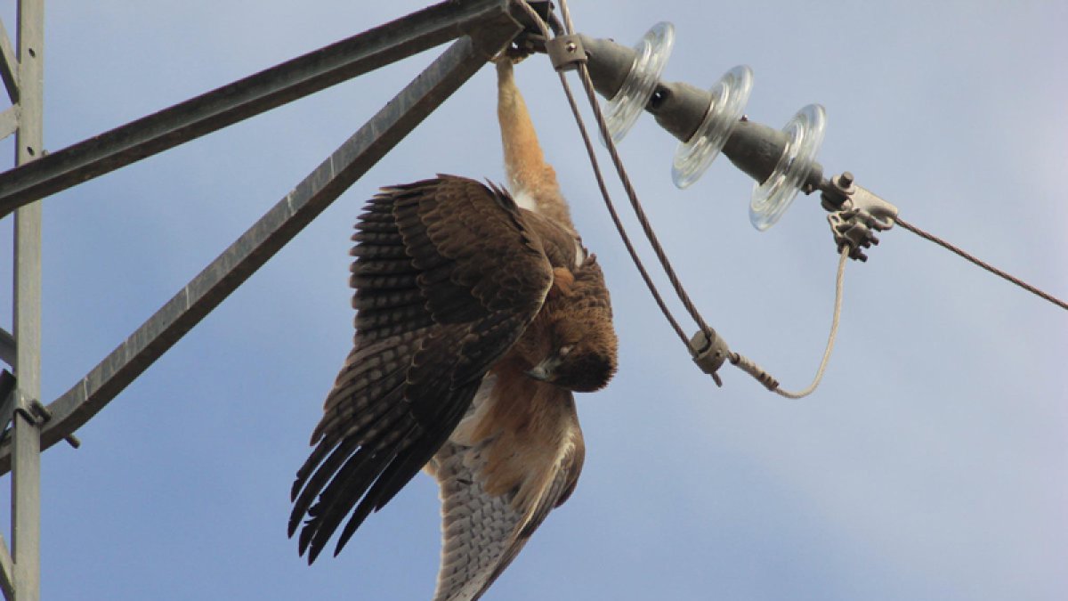Ave muerta en un tendido.-HDS