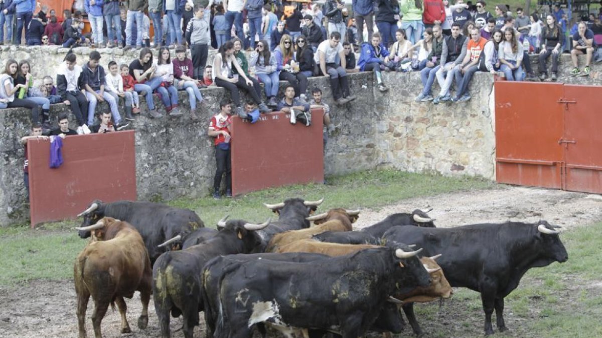 Los novillos de los festejos del monte.-Luis Ángel Tejedor