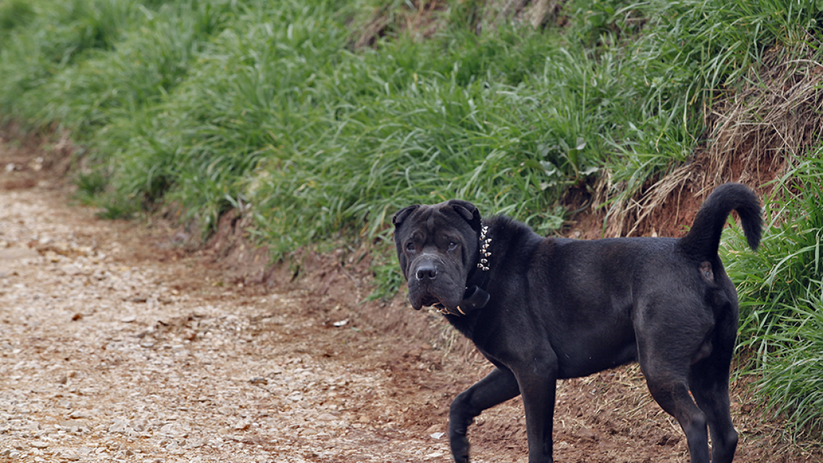 Un perro paseando por el Castillo.-MARIO TEJEDOR
