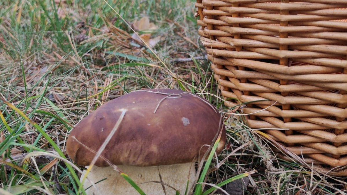 Uno de los escasos boletus que han salido este año en los montes de Soria. A. CARRILLO