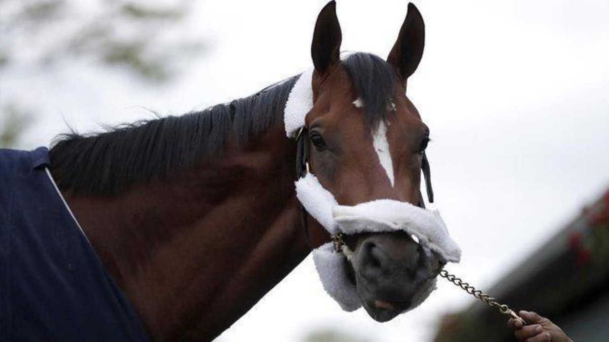 Maximum Security, el caballo ganador, pero descalificado, del último Kentucky Derby.-AP / JULIO CORTEZ