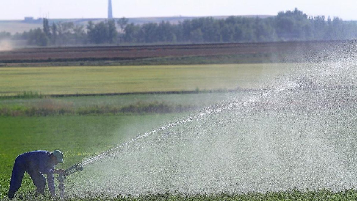 Un agricultor regando alfalfa en Becerril de Campos (Palencia), en la cuenca del Carrión-Brágimo