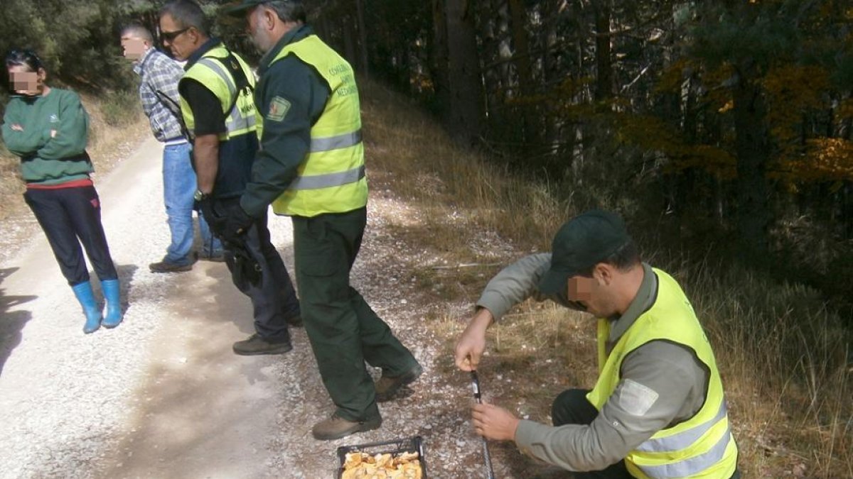 Decomisos micológicos en El Royo durante esta campaña.-JUNTA