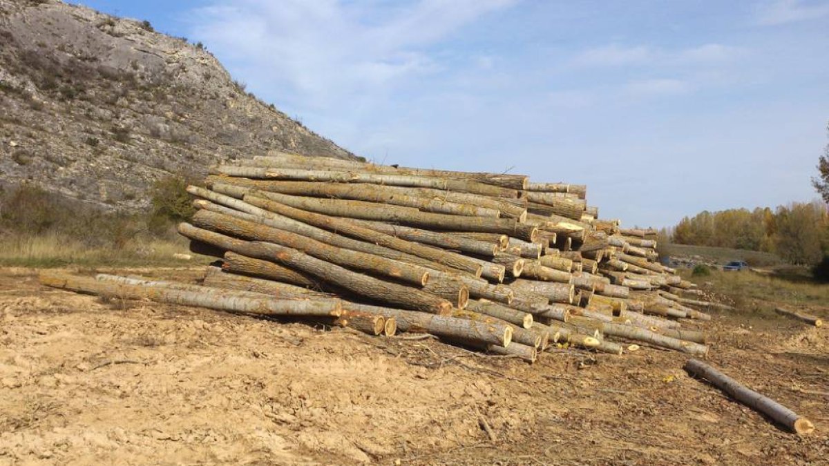 Troncos apilados tras la tala en la ribera del Abión.-CATHY DUNN DECKER