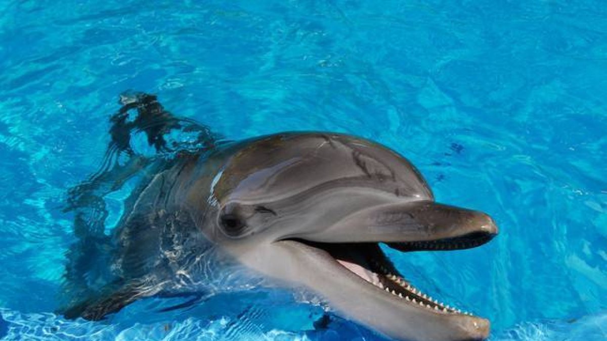 Los delfines están entre las especies más inteligentes que habitan en el planeta.-