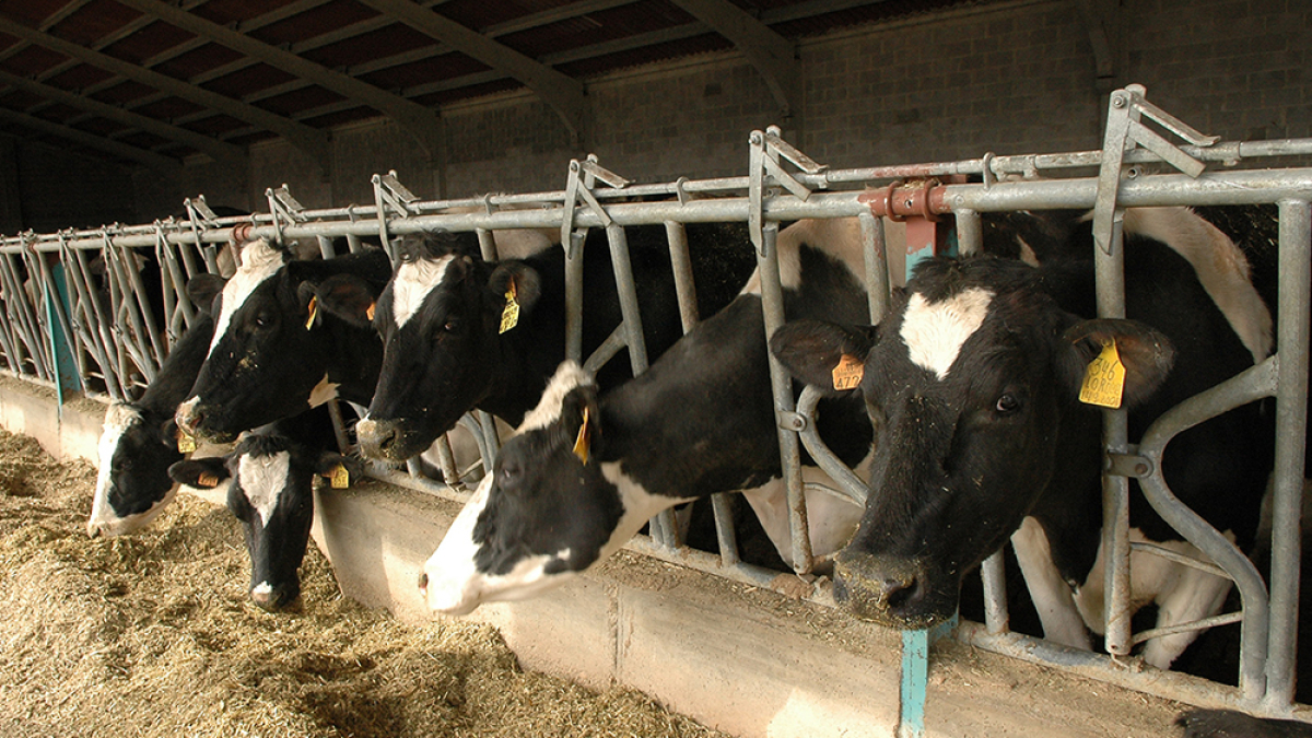 Vacas lecheras en Castilla y León. HDS