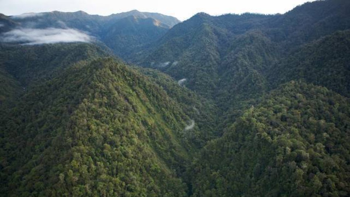 Vista aérea de una selva de Papúa Nueva Guinea.-Foto: TIM LAMAN