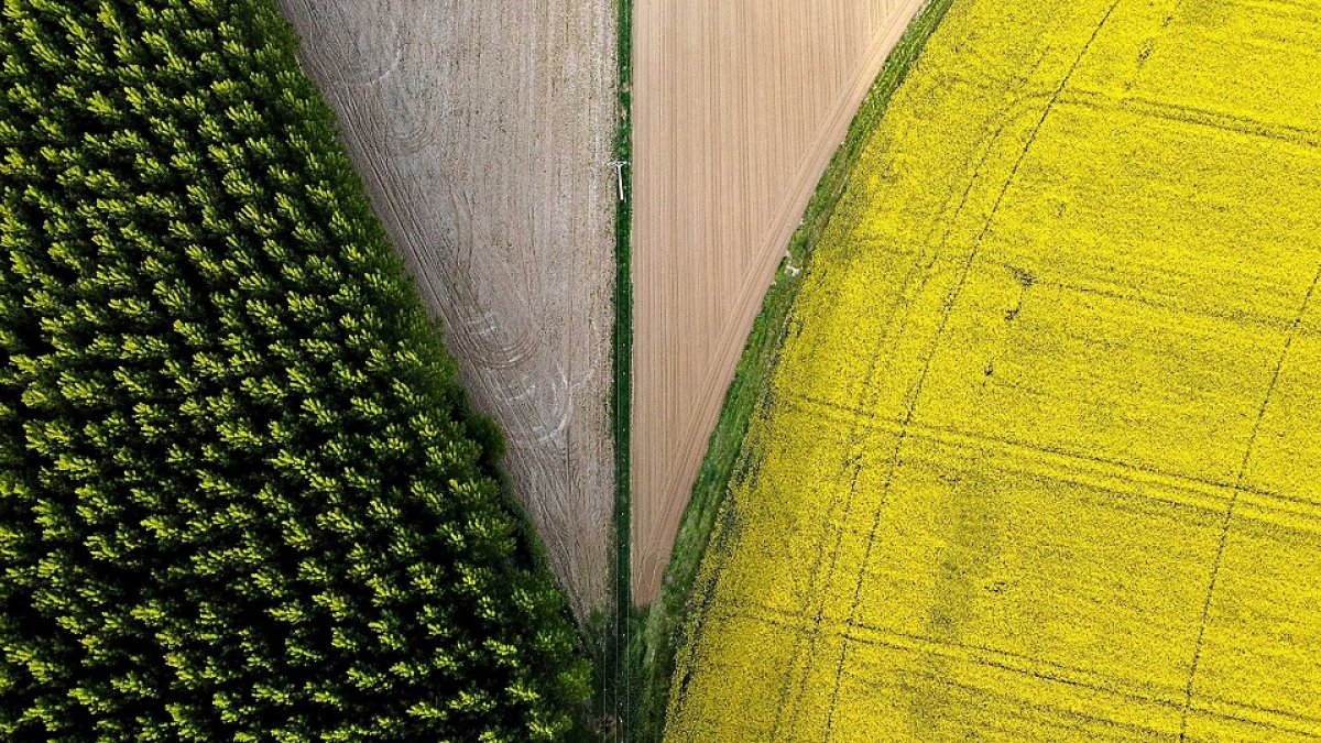 Campo de cultivo de colza en la provincia de Salamanca. 