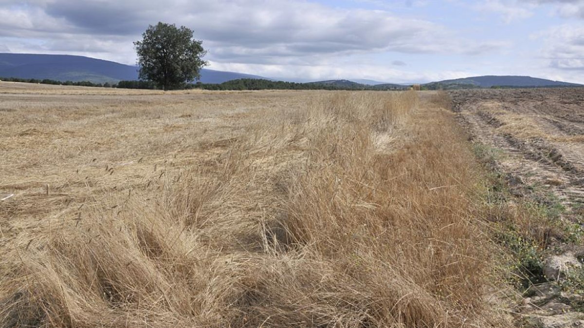 Cultivos dañados por la sequía en Soria-V.G.