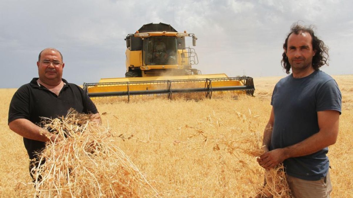 Rafael Ruipérez y Rubén Andrés en su explotación de Villaviudas en plena cosecha de guisante ‘viriato’, una variedad obtenida y mejorada en Castilla y León.-BRÁGIMO