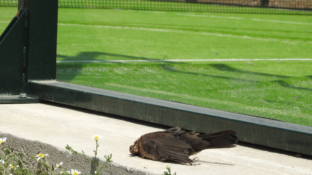 Un pájaro yace junto a una pista de pádel.-HDS