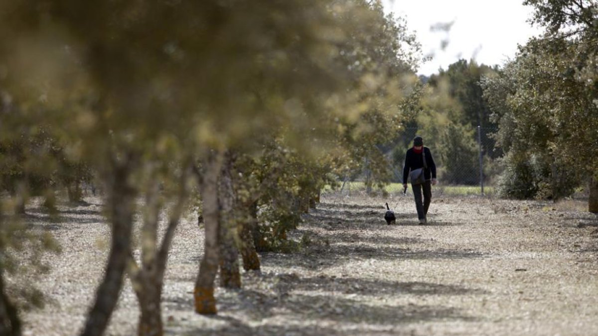 Finca trufera-María Ferrer