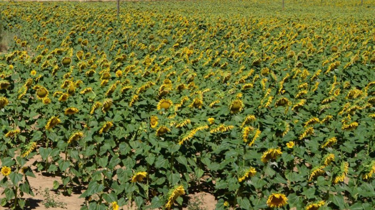 Cultivos de girasol en la provincia de Soria.