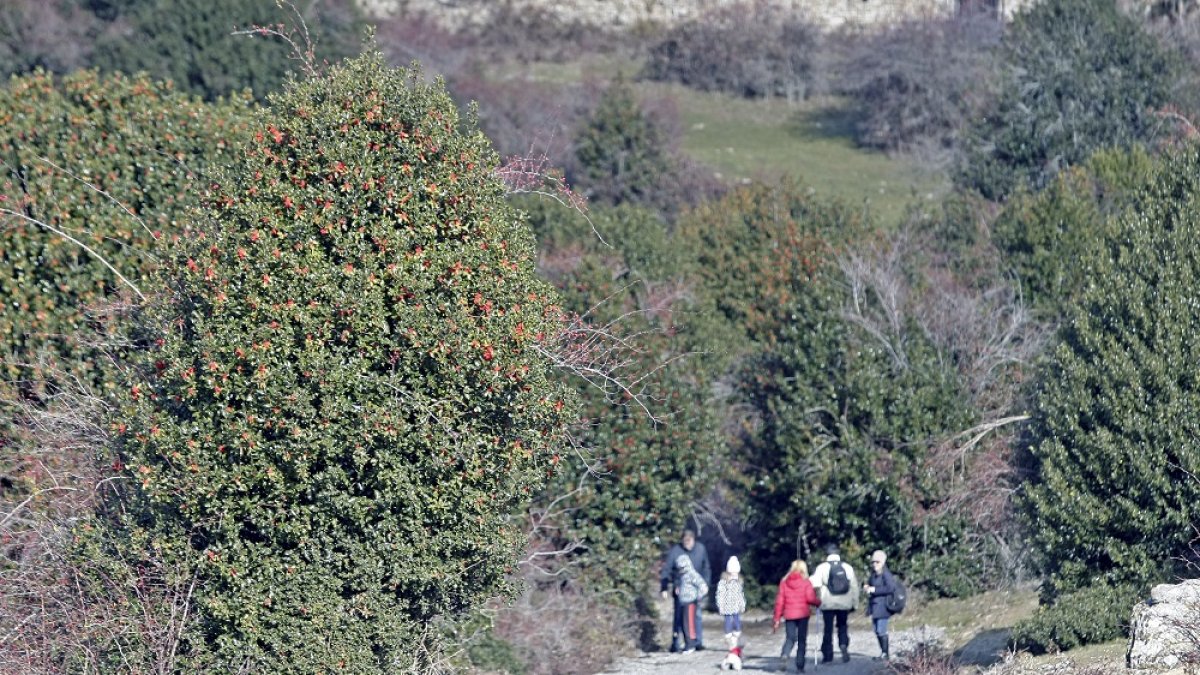 Visitantes en el Acebal de Garagüeta, Soria. MARIO TEJEDOR