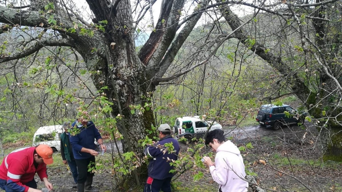 Agentes medioambientales y voluntarios extreman las medidas de seguridad. / JCYL