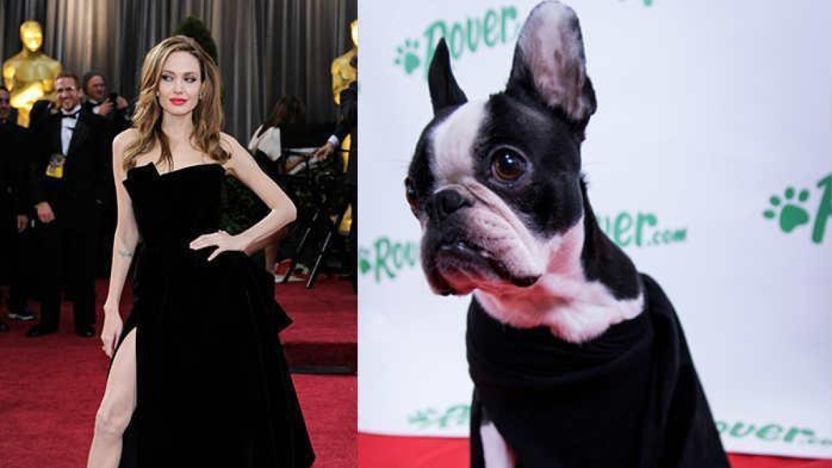 Un timelapse de los perros de la oficina Rover.com recrean algunos looks de la alfombra roja de los Oscars.-ROVER.COM