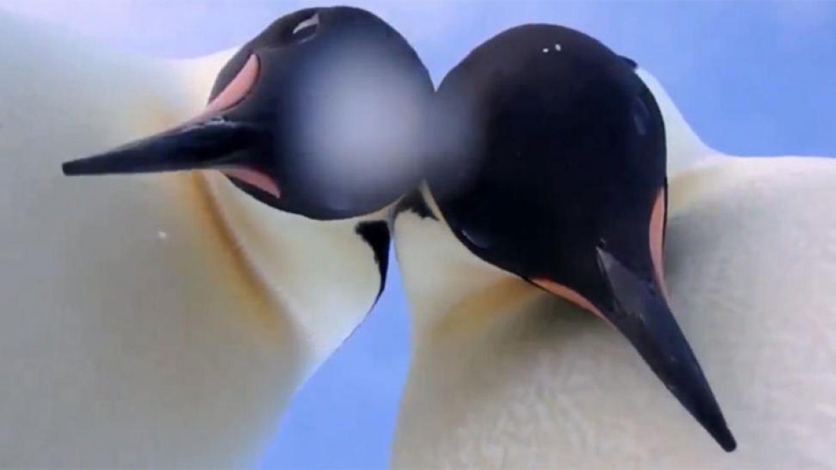 Los dos pingüinos protagonistas del selfie de la Antártida.-PROGRAMA ANTÁRTICO AUSTRALIANO