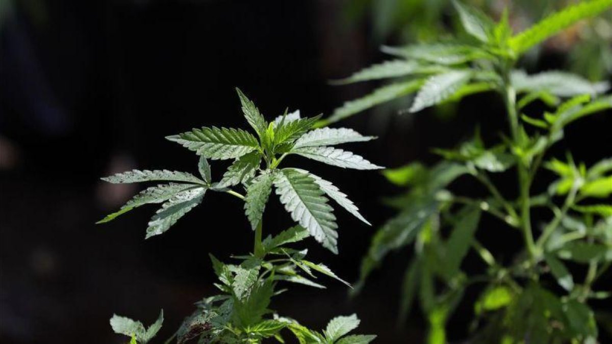 Un ejemplar de planta de marihuana.-AP / TED S. WARREN (AP)