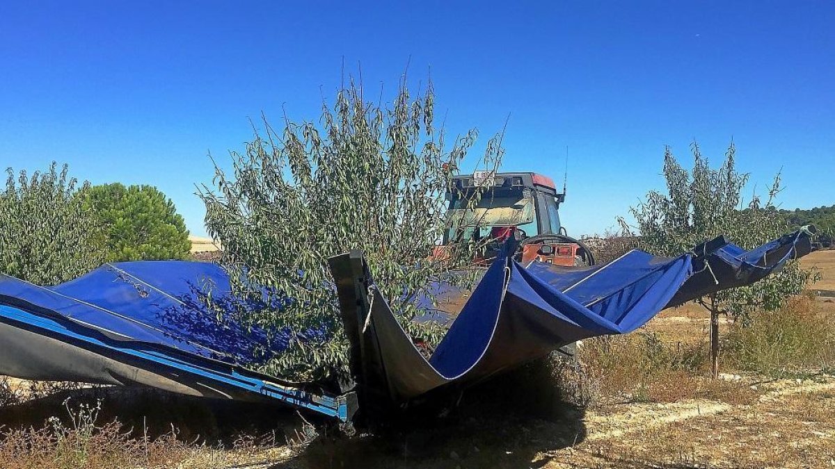 Un trabajador realiza labores de cosecha de almendra en una explotación de Valverde de Campos (Valladolid).-- ITACYL