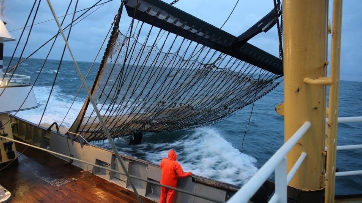 Pesquero holandés con redes equipadas con electrodos en el Mar del Norte.-TON KOENE