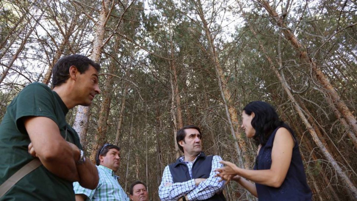 El consejero de Fomento y Medio Ambiente, Juan Carlos Suárez-Quiñones, visita el monte pinar de Navafría en el Parque Natural de Guadarrama-Ical