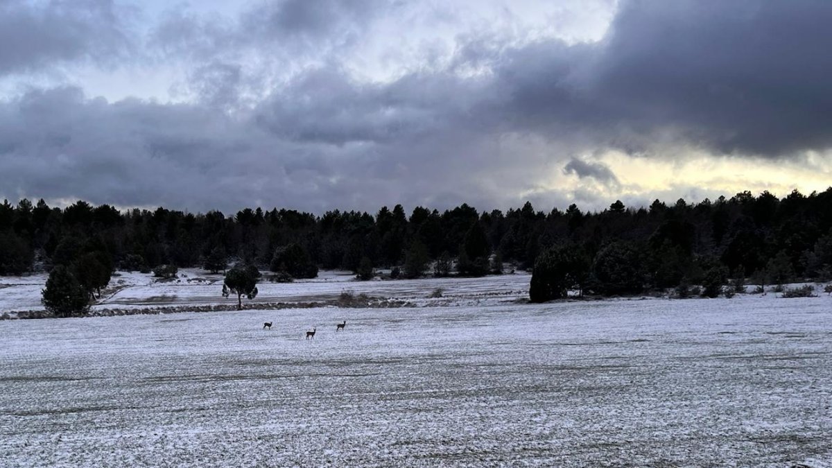 Tres corzos sobre la nieve entre Fuencaliente y Santa María de las Hoyas este jueves. HDS