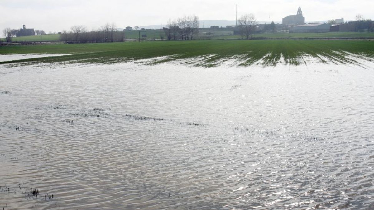 Las últimas lluvias han provocado campos de cereal anegados, como estos en Amusco (Palencia).-ICAL