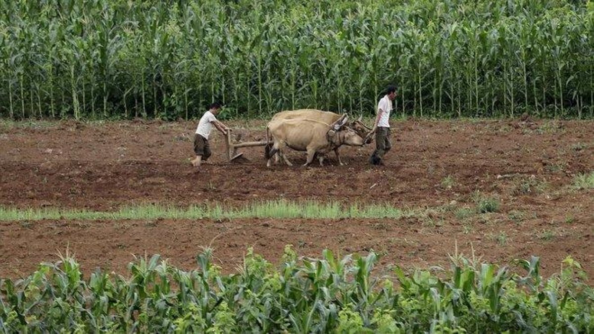Corea del Norte ha registrado su peor cosecha en los últimos diez años.-AP