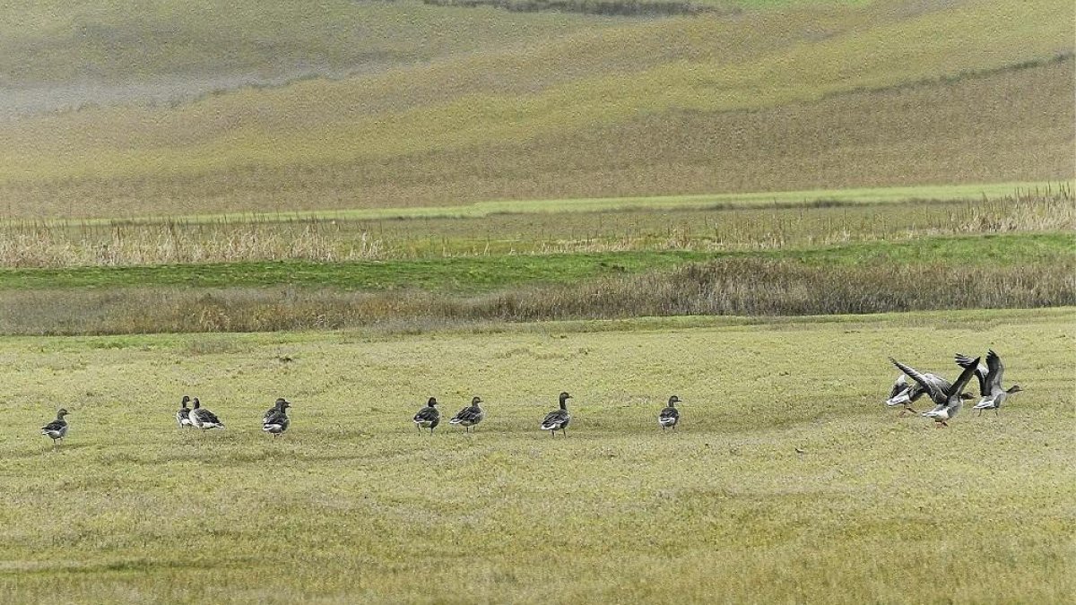 Doñana en Tierra de Campos-- BRÁGIMO
