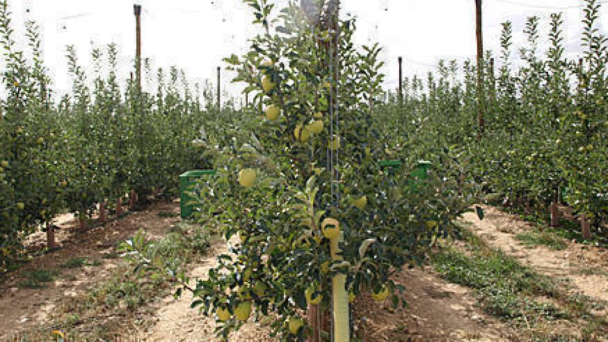 Imagen de archivo de la plantación de manzanos de Nufri. / JAVIER SOLÉ-