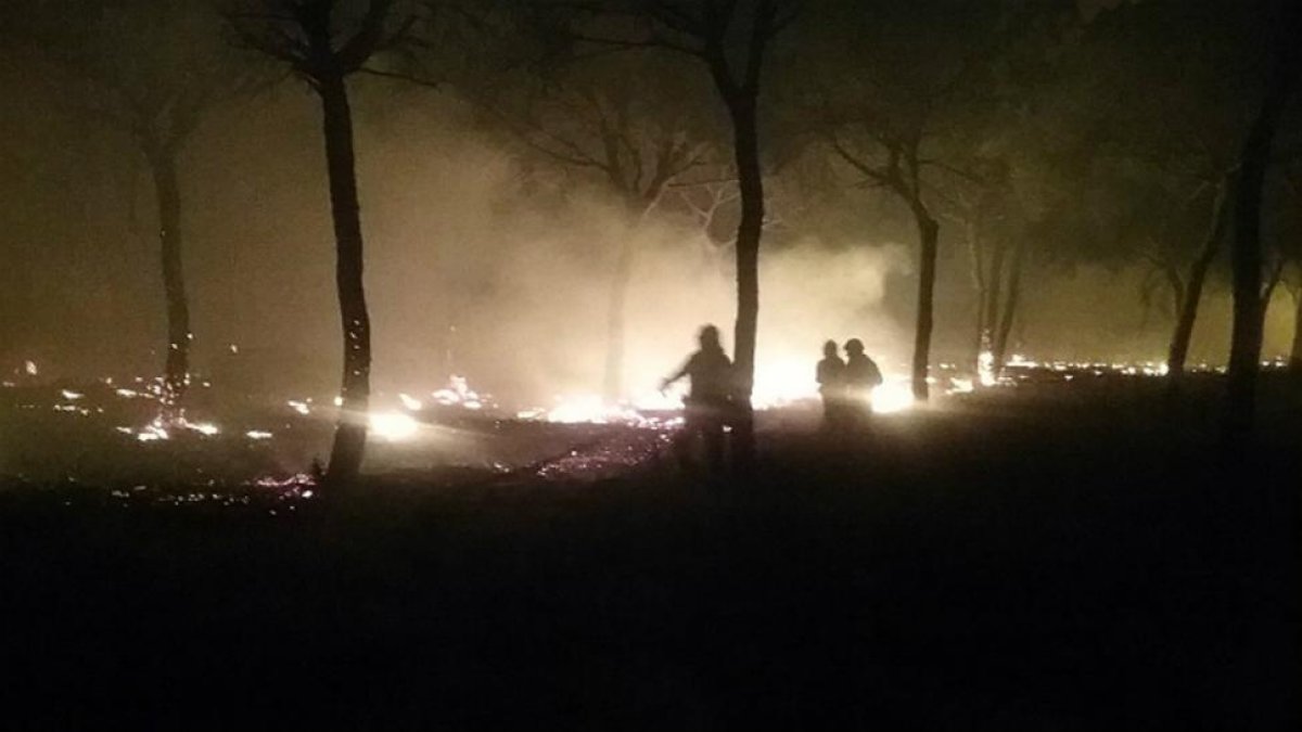 Bomberos intentan controlar las llamas del incendio que se ha adentrado este domingo en el parque natural de Doñana.-PLAN INFOCA