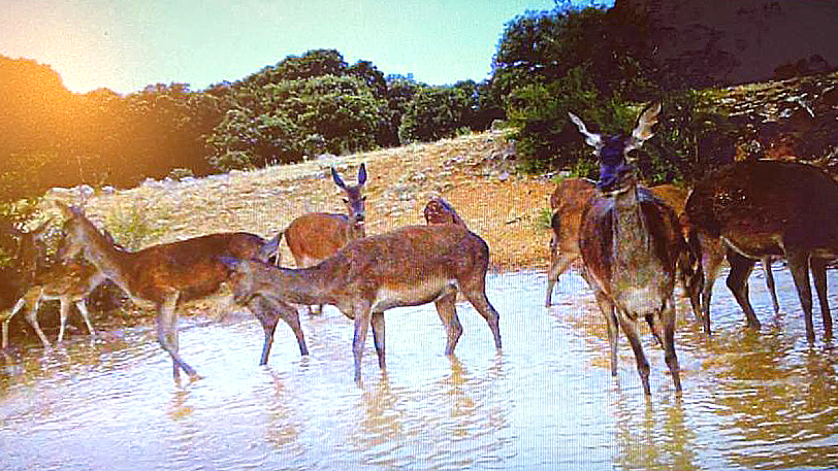 Ciervos en la balsa que los vecinos han mantenido con agua durante la sequía. HDS