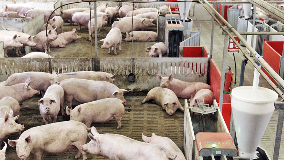Cerdos en una granja. HDS