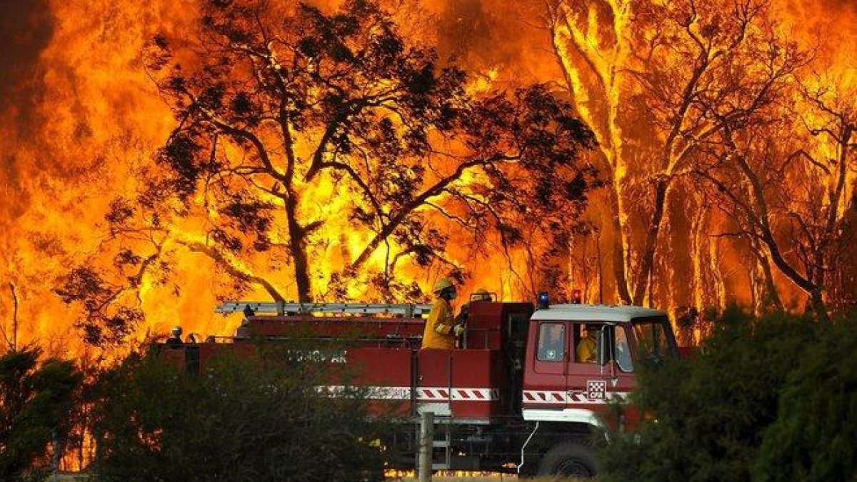 Al menos 480 millones de animales están siendo víctimas de esos devastadores incendios forestales.-EFE
