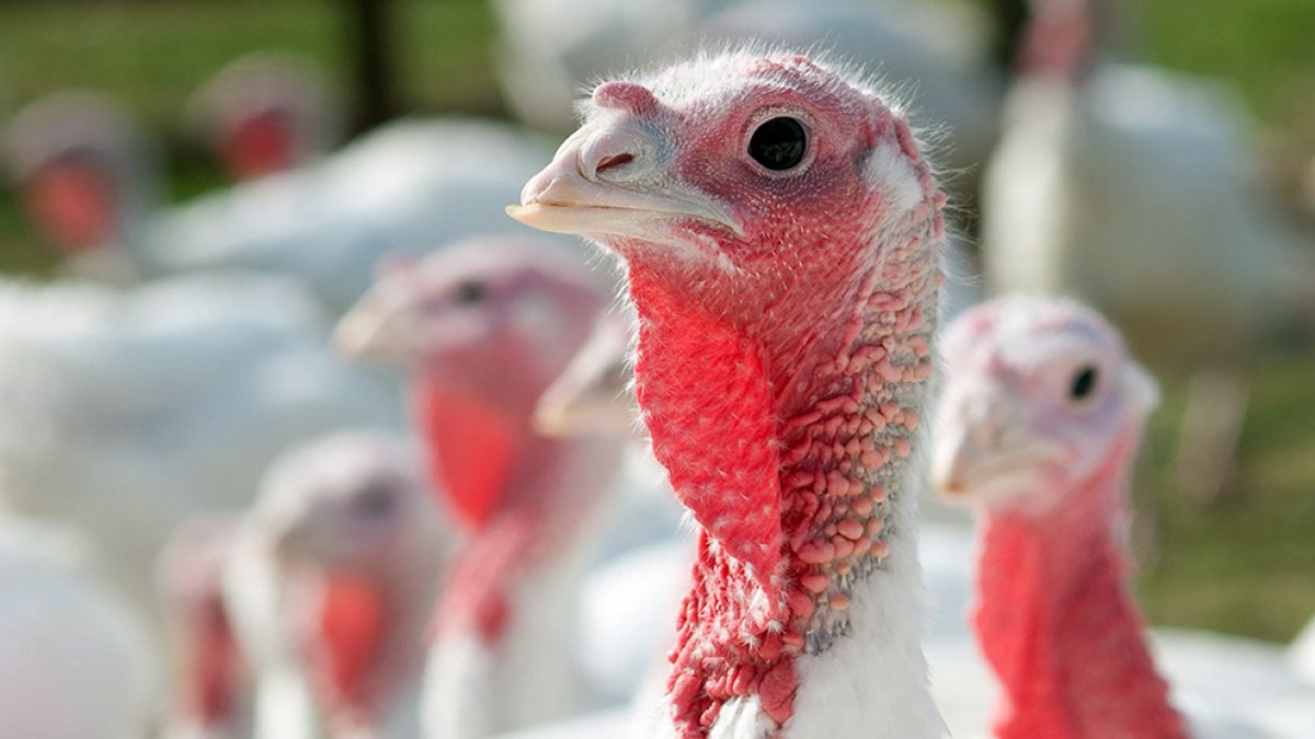 Pavos de una granja.- HDS